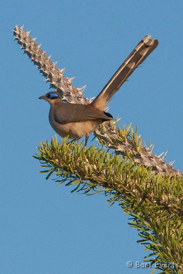 DSC_5991.jpg - Green capped Coua