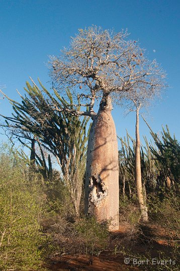 DSC_5996.jpg - Baobab