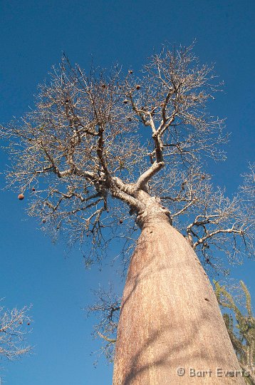 DSC_5997.jpg - baobab