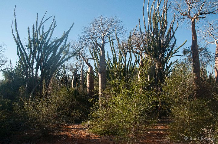 DSC_5998.jpg - Spiny forest