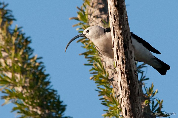 DSC_6005.jpg - Sickle billed Vanga