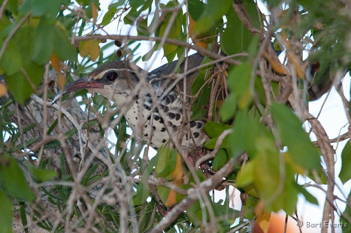 DSC_6016.jpg - Subdesert Mesite