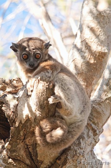 DSC_6027.jpg - White footed Sportive Lemur