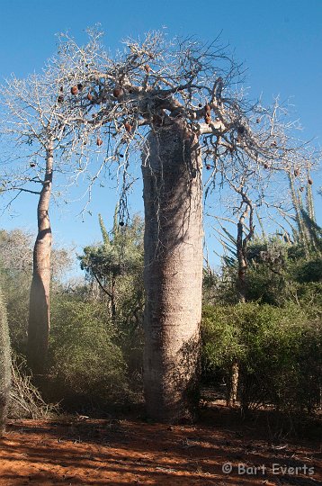 DSC_6029.jpg - Pachypodium Geayi