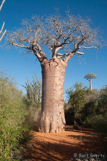 DSC_6031.jpg - Baobab