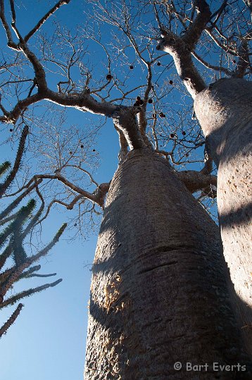 DSC_6034.jpg - Baobab