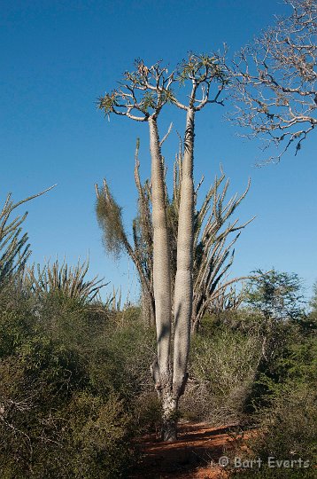 DSC_6035.jpg - Pachypodium species