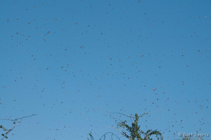 DSC_6095.jpg - Locust plague