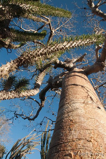 DSC_6097.jpg - spiny forest