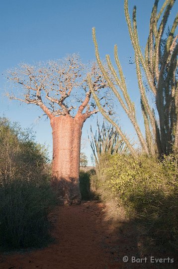 DSC_6098.jpg - Spiny forest