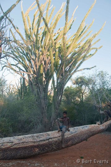 DSC_6100.jpg - Spiny forest