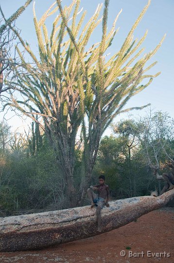 DSC_6100.jpg - Spiny forest