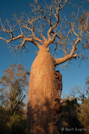 DSC_6103.jpg - Climbing in a pachypodium