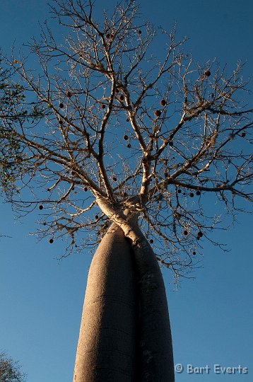 DSC_6104.jpg - To baobabs entangled