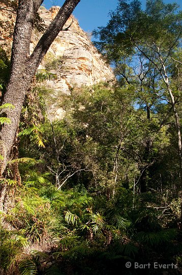 DSC_6174.jpg - lush forest in dry massif