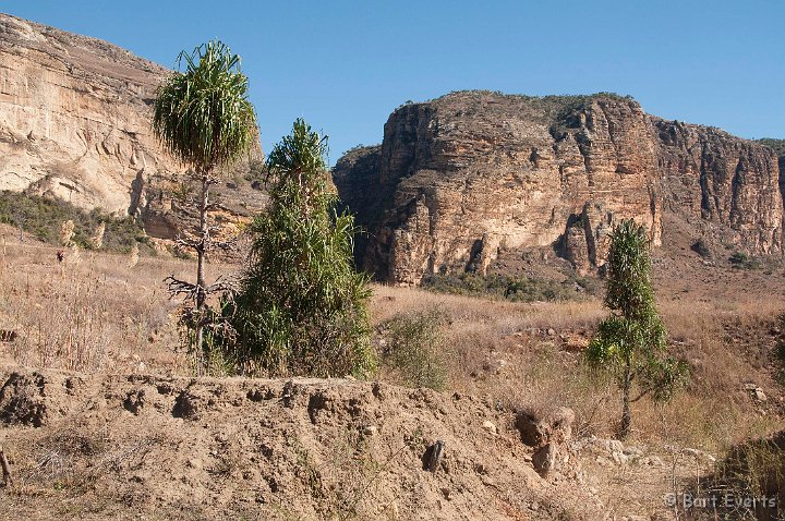 DSC_6200.jpg - endemic trees