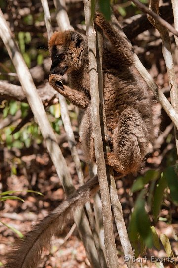 DSC_6222.jpg - Red-fronted Brown Lemur