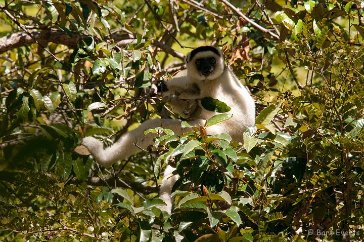 DSC_6253.jpg - Verreaux's Sifaka