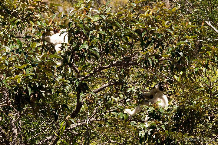 DSC_6256.jpg - Verreaux's Sifaka