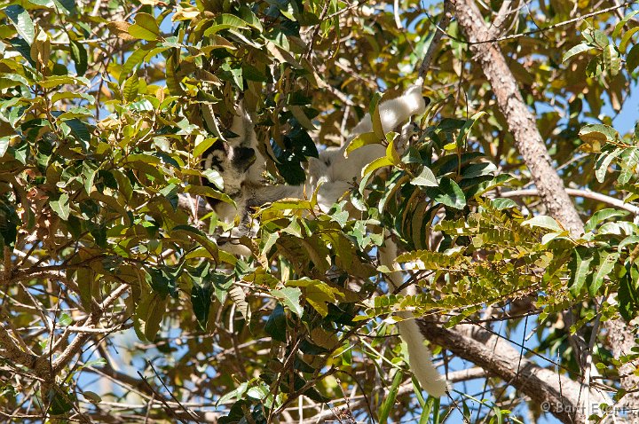 DSC_6275.jpg - Verreaux's Sifaka