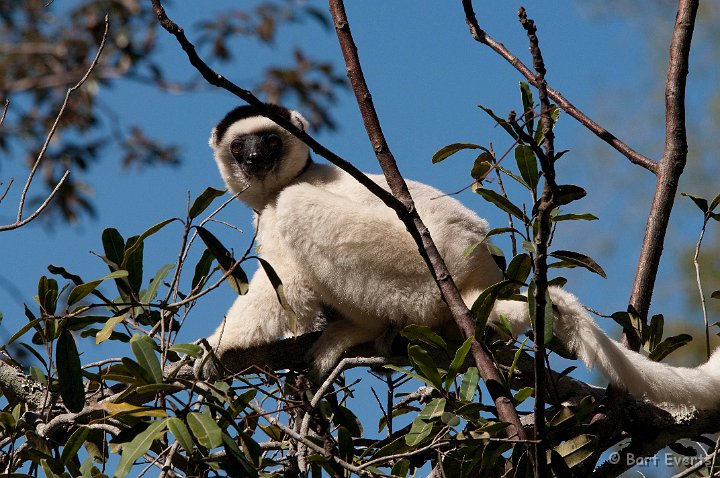 DSC_6290.jpg - Verreaux's Sifaka