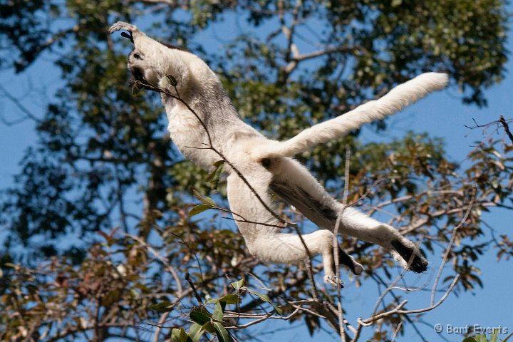 DSC_6296.jpg - Verreaux's Sifaka