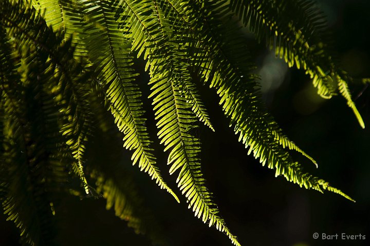 DSC_6323.jpg - Fern