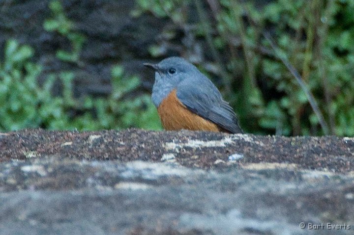 DSC_6333.jpg - Benson's Rock thrush