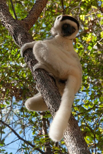 DSC_6335.jpg - Verreaux's Sifaka