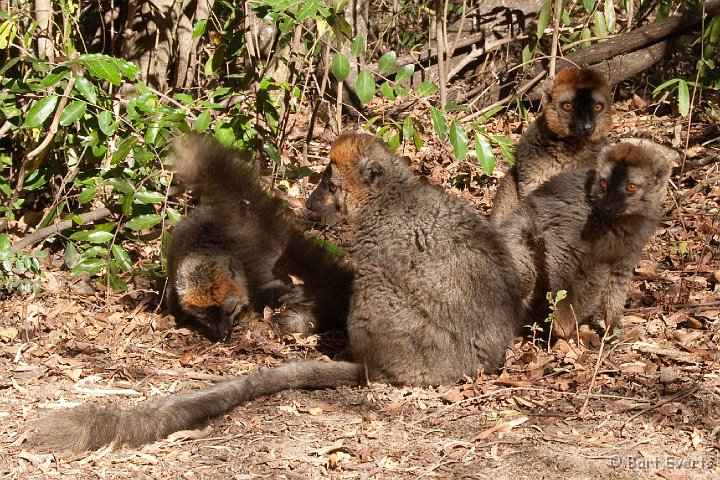 DSC_6345.jpg - Red-fronted Brown Lemurs