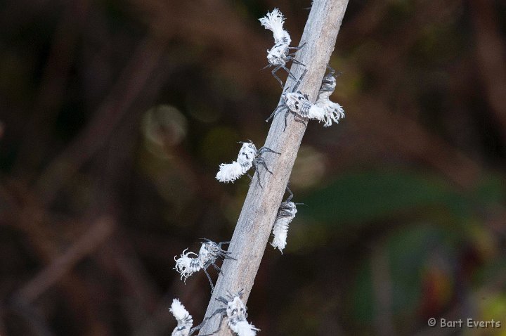 DSC_6351.jpg - Fulgorid Nymphs