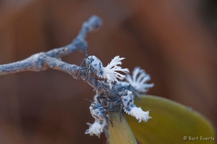 DSC_6362.jpg - Fulgorid Nymphs