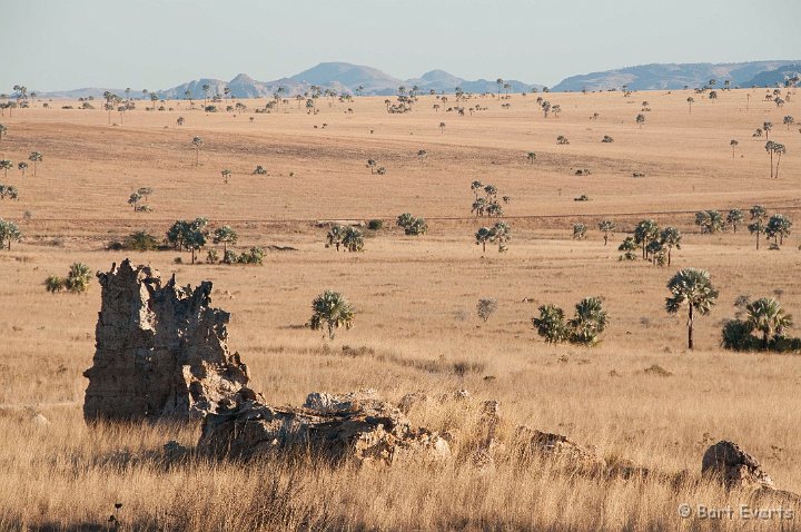 DSC_6370.jpg - Plains with Bismarcks Palms