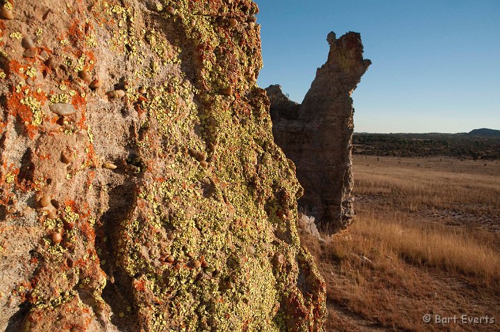 DSC_6371.jpg - Lichens