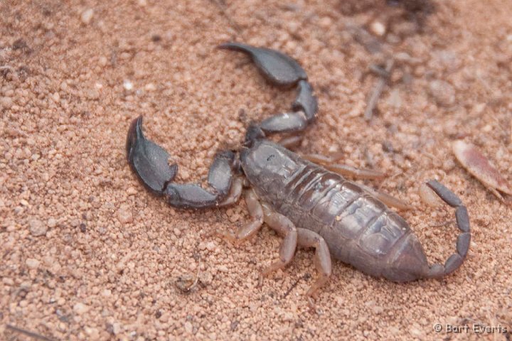 DSC_6391.jpg - Scorpion