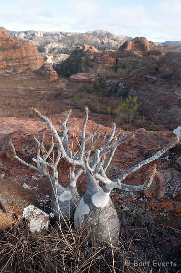 DSC_6392.jpg - pachypodium rosulatum