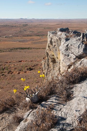 DSC_6404.jpg - pachypodium rosulatum