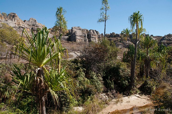 DSC_6414.jpg - Endemic plants