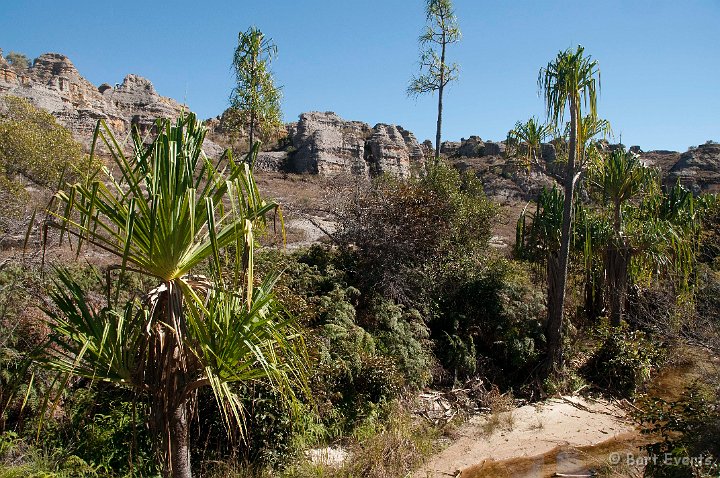 DSC_6414.jpg - Endemic plants