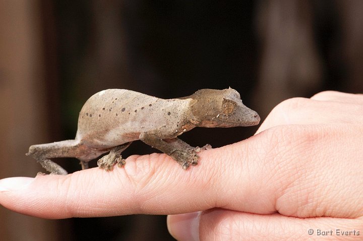 DSC_6843.jpg - Leaftailed Gecko