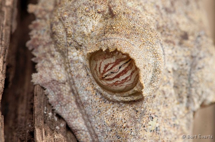DSC_6846.jpg - Leaftailed Gecko