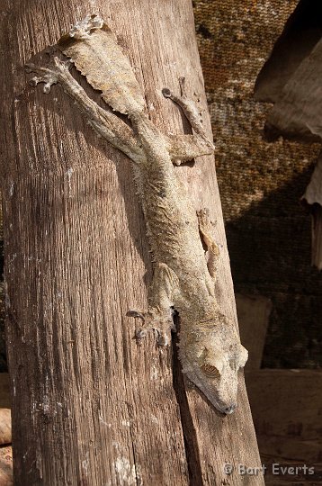 DSC_6848.jpg - Leaftailed Gecko