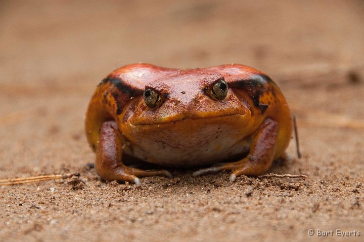 DSC_6854.jpg - Tomato frog