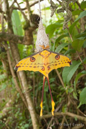 DSC_6856.jpg - Beautiful Comet moth