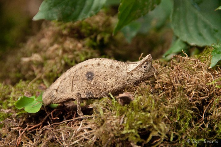 DSC_6858.jpg - Brookesia Chameleon