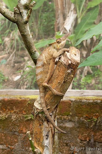 DSC_6861.jpg - Double horned Chameleon