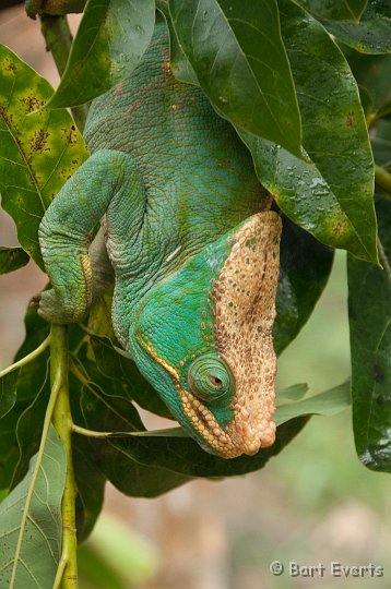 DSC_6863.jpg - Pearson's Chameleon