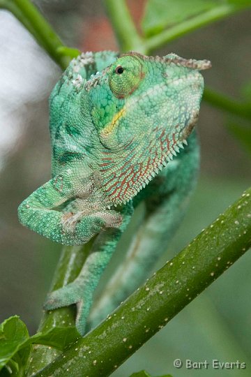 DSC_6866.jpg - Chameleon (?)