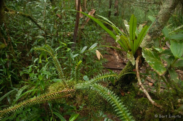 DSC_6875.jpg - Strange fern