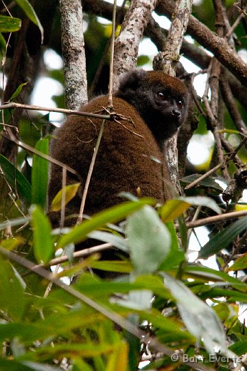 DSC_6881.jpg - Eastern gery Bamboo Lemur
